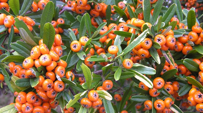 Close up of firethorn berries.