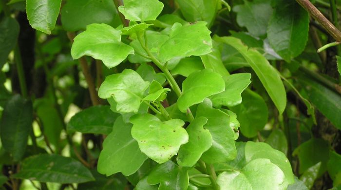 A stalk of cape ivy leaves.