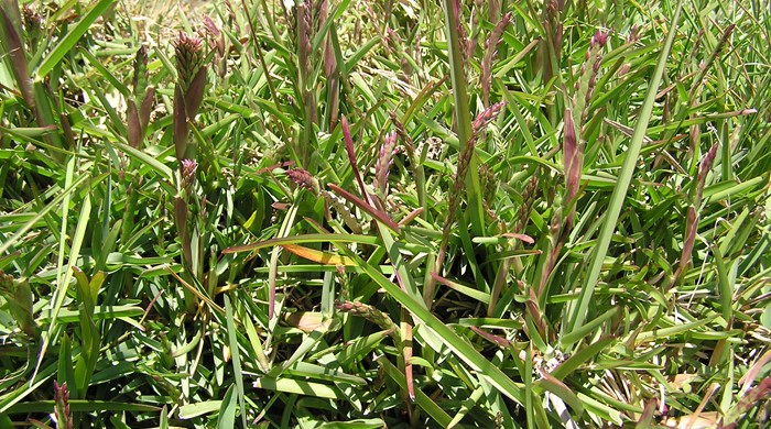 Stalks of purple flowers from the buffalo grass.