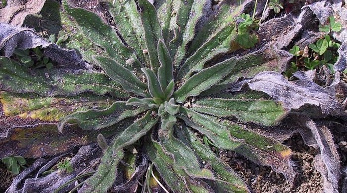 An immature Vipers Bugloss plant.