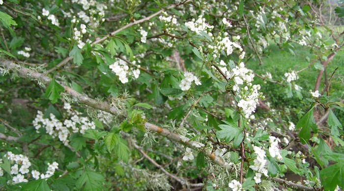 Hawthorn on stream edge with prolific, small flowers.