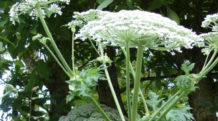 The flowers of the giant hogweed.