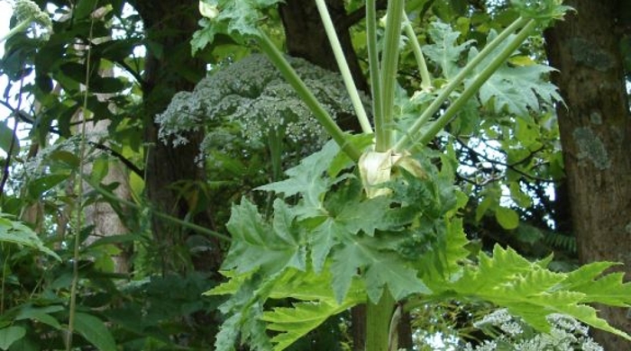 The flowers of the giant hogweed.