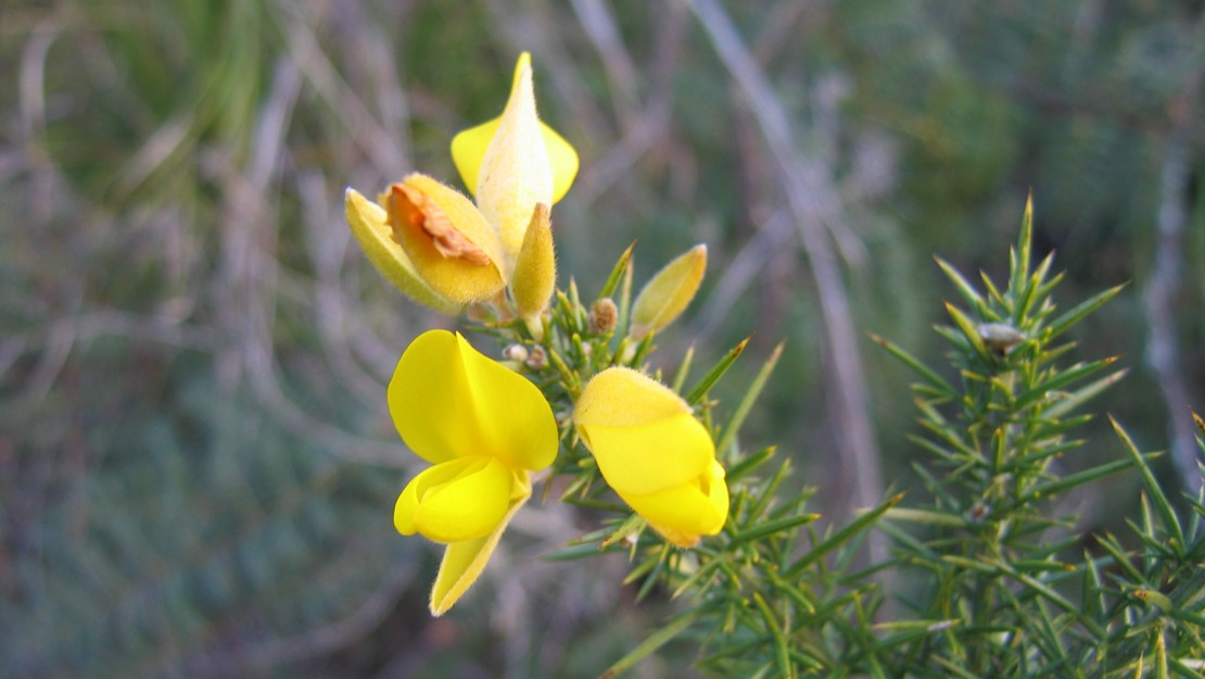 Close up of gorse flower in bloom.