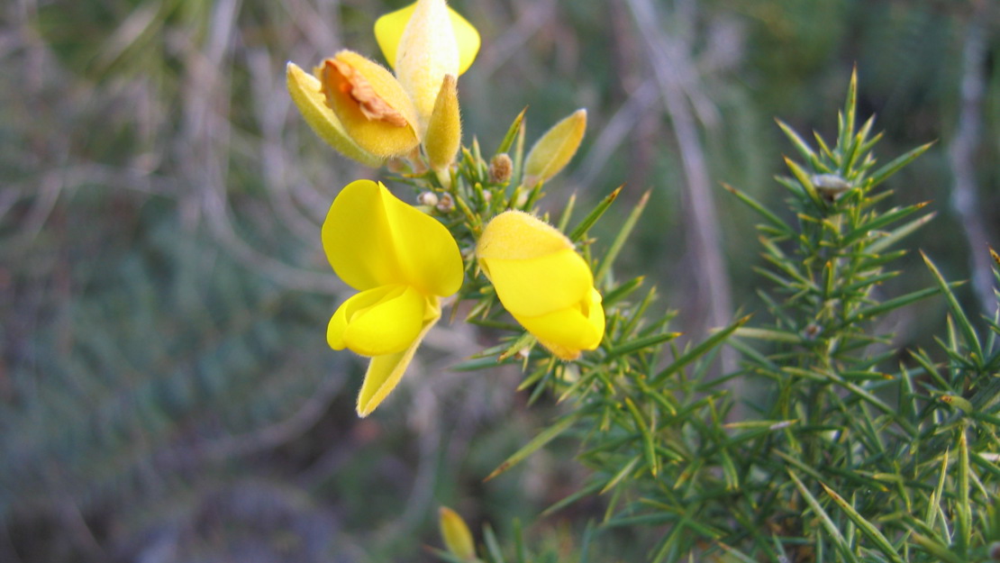 Close up of gorse flower in bloom.