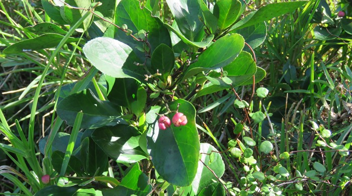 Japanese Spindle Tree with opening seed capsules.