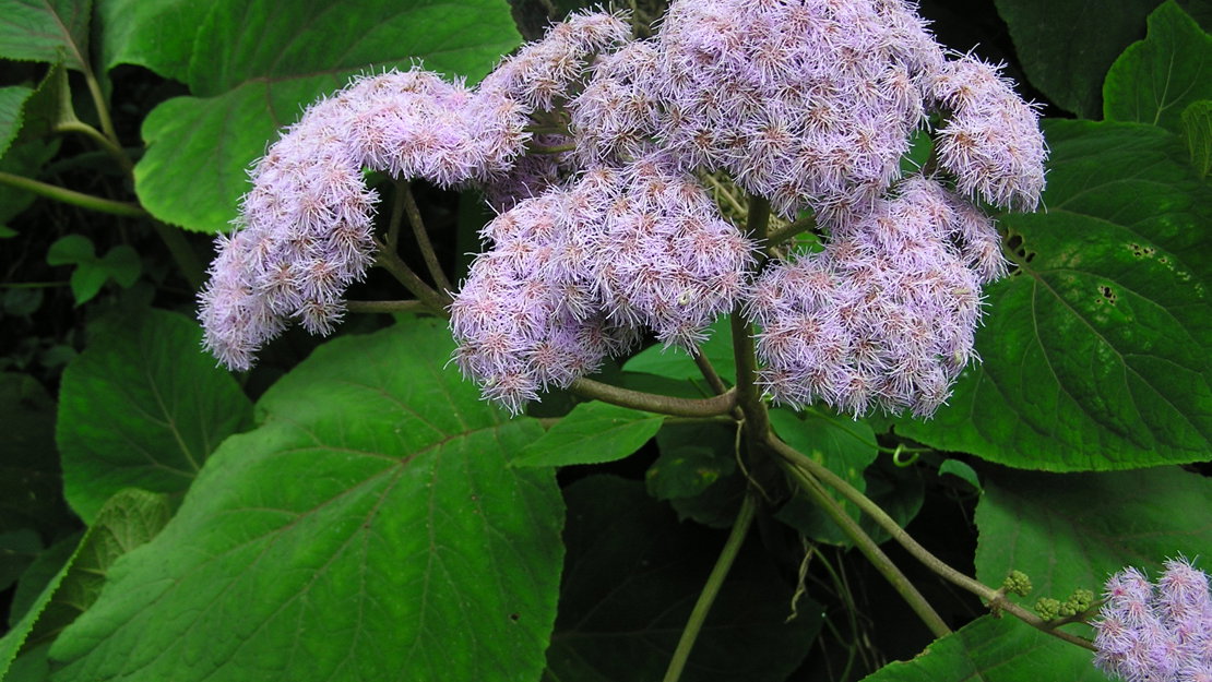 A cluster of bartellina flowers.