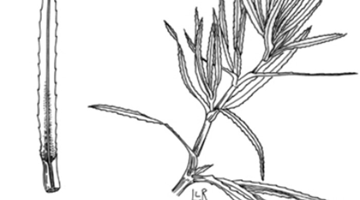 A black and white drawing of southern naiad leaves.
