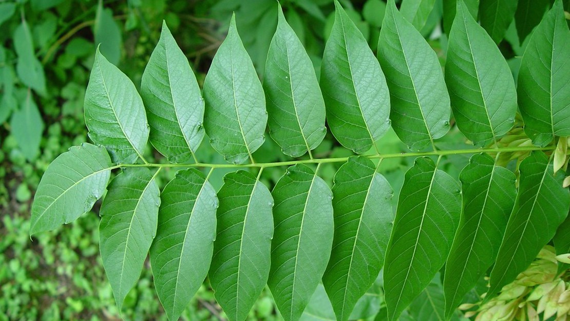 Single Tree of Heaven leaf set.