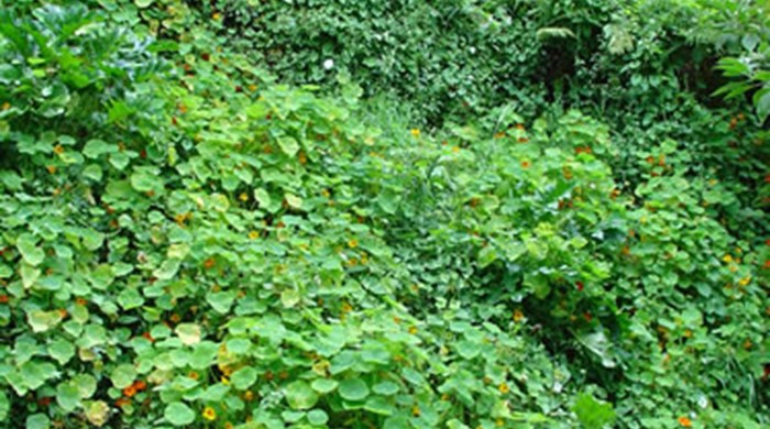 Large Nasturtium plant on a bank.