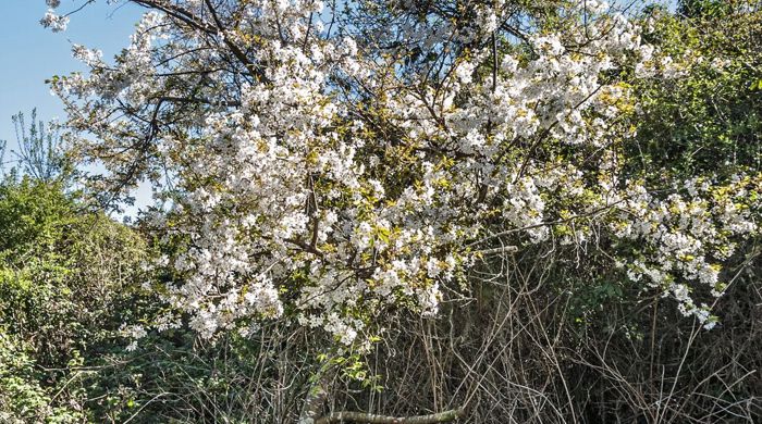 Mature Japanese Cherry in full bloom.