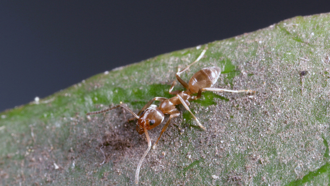 Close up of a red Argentine ant on a leaf.