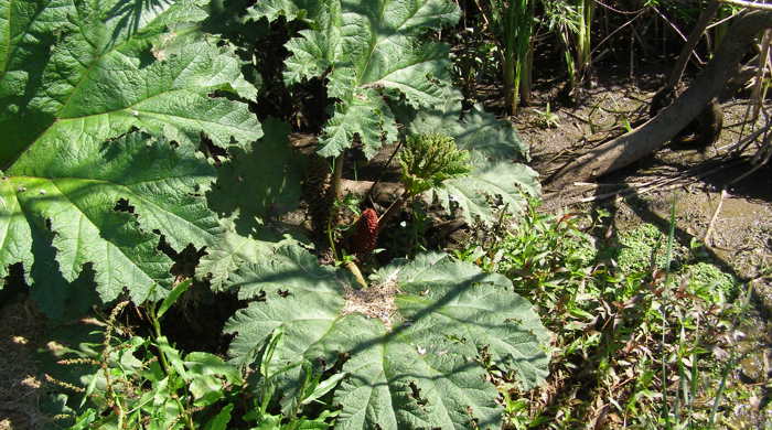 Chilean rhubarb leaves.