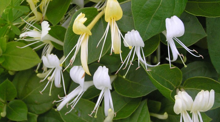 Close up of Japanese Honeysuckle flowers.