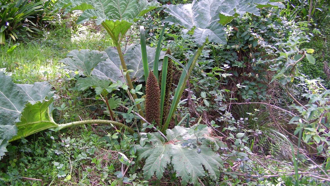 Large leaves with a flower in the centre of the Chilean rhubarb.