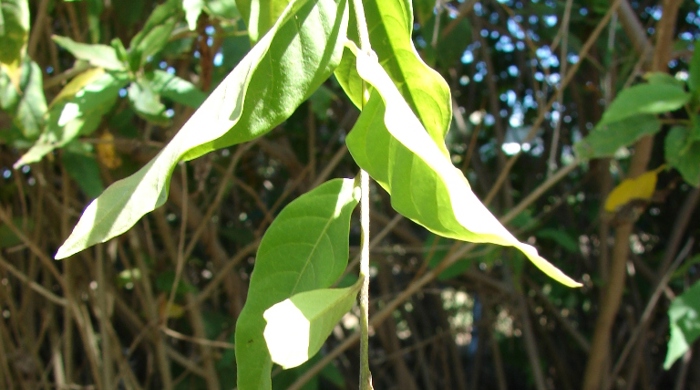 A hand holding red cestrum leaves.