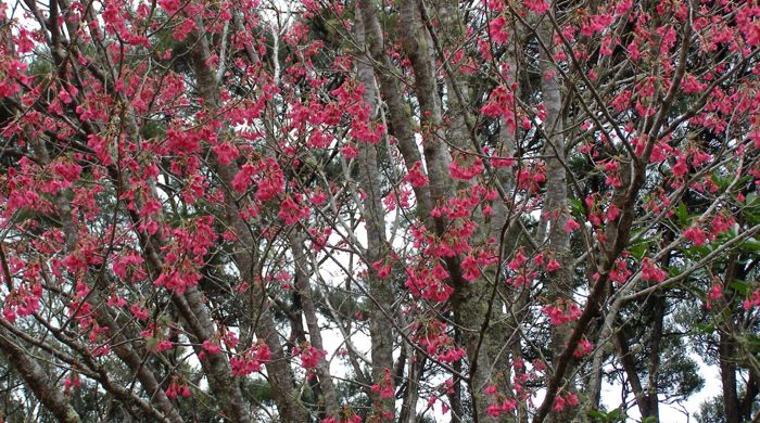 Mature Taiwan Cherry in full bloom.