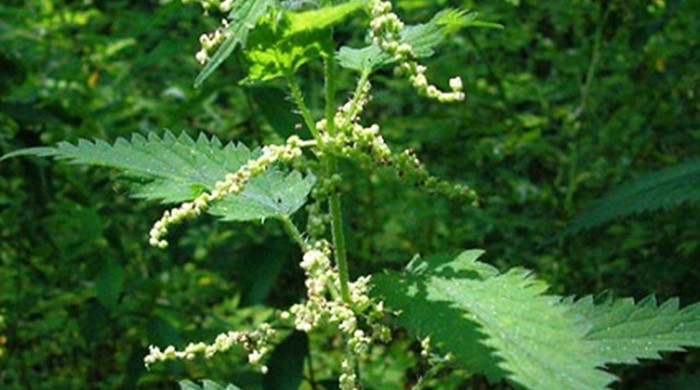 Close up of perennial nettle leaves and flowers.