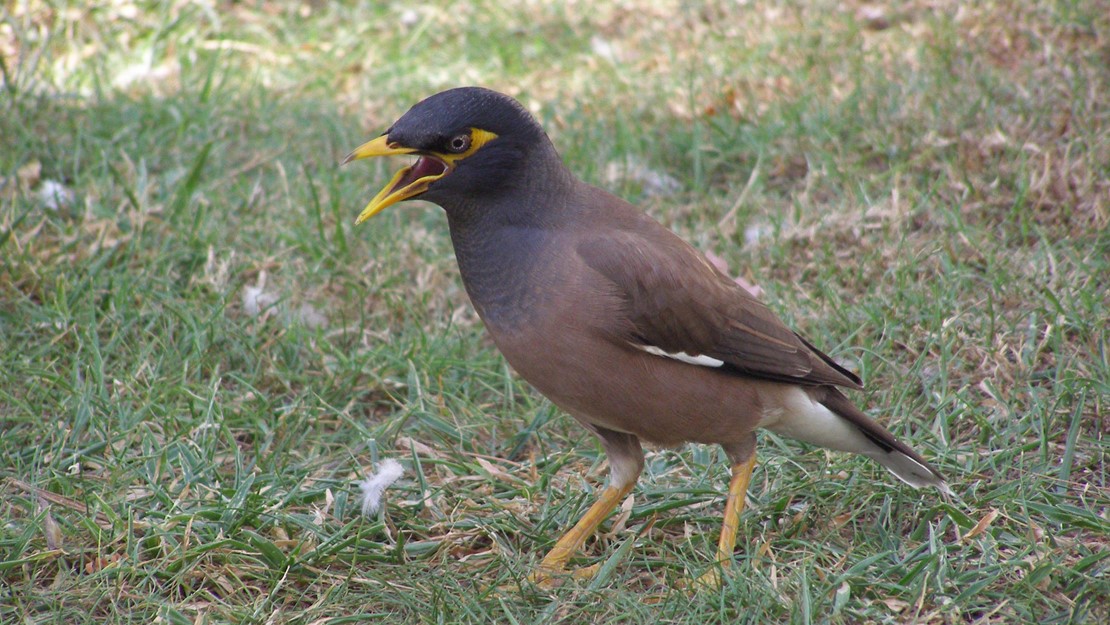 Myna on grass with open mouth.