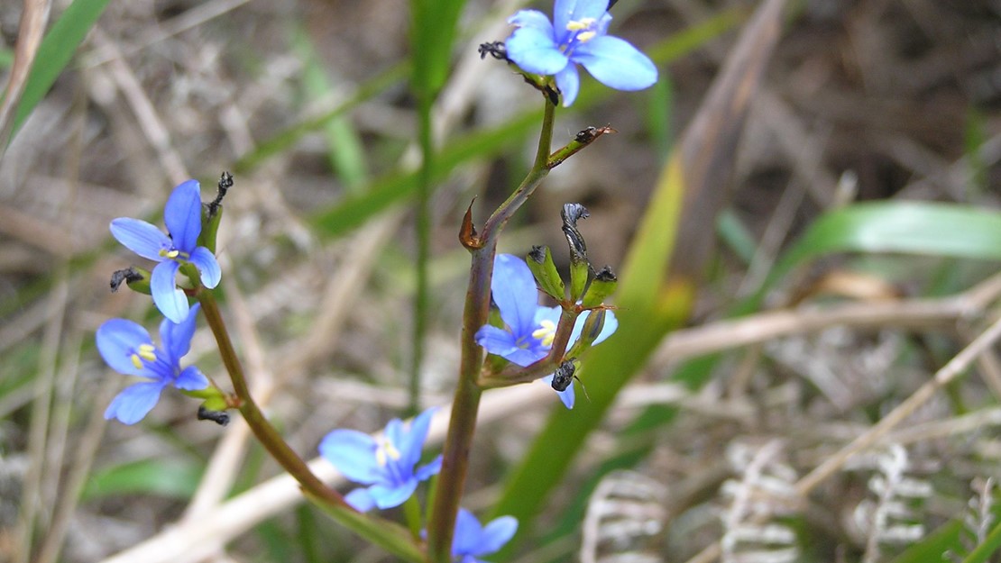 The blue flowers of the aristea has four petals and yellow pollen in the centre.