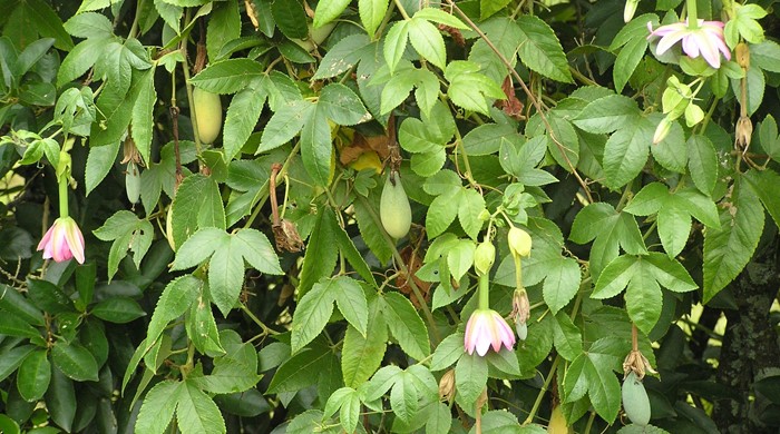 Banana passion fruit vine flowering with green fruit.