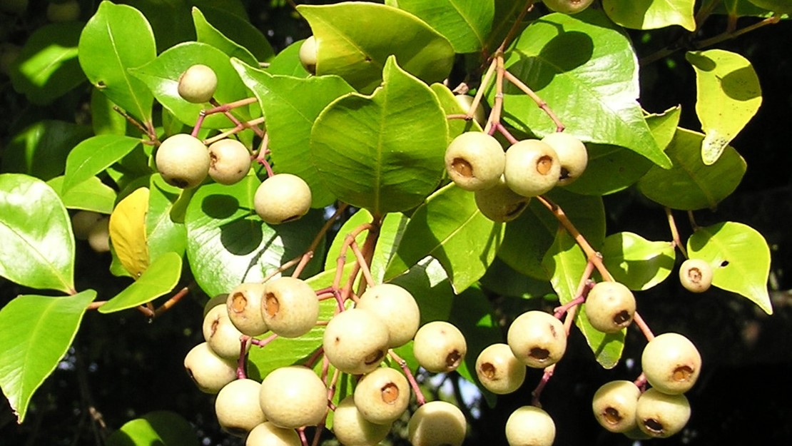 Close up of mature cream fruit.