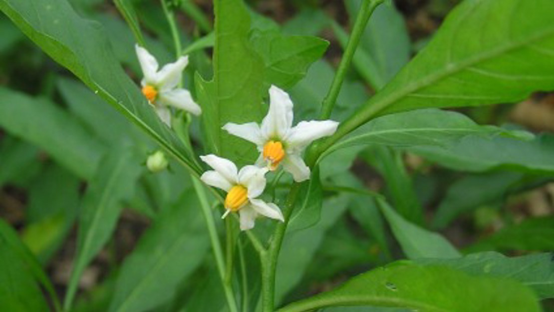 Jerusalem Cherry leaf tips and flowers.