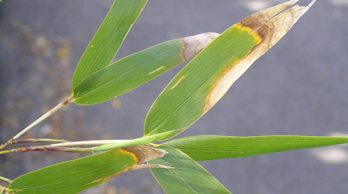 Close up of a bamboo leaf with brown tips.