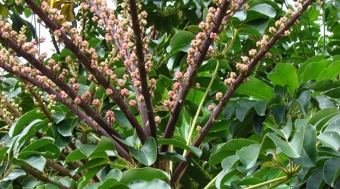 Close up of Queensland umbrella tree fruit. 