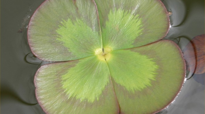 Individual Nardoo leaf on water surface.
