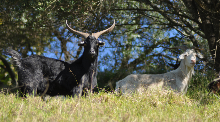 Two feral goats standing at the top of a hill.