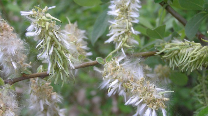 Close up of Grey Willow seeds about to disperse.