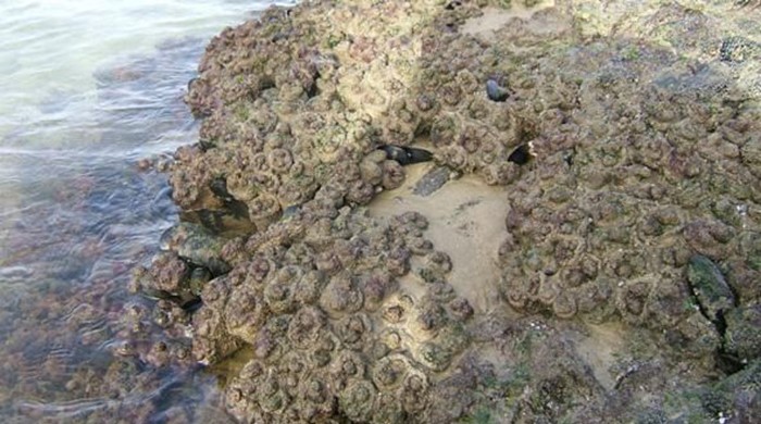 Pyura sea squirts clustered on a muddy boulder by the sea.