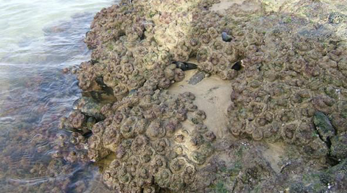 Pyura sea squirts clustered on a muddy boulder by the sea.