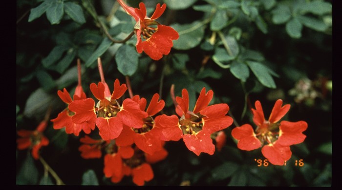 Close up of Chilean flame creeper flowers.