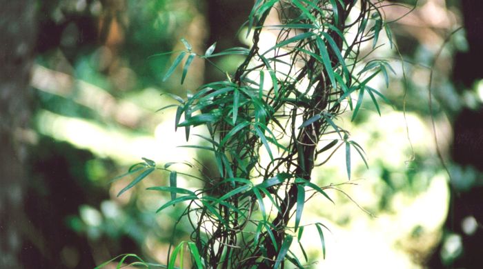 Scrambling lily crawling up a branch.