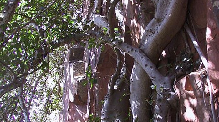 Port jackson tree growing against a rocky wall.