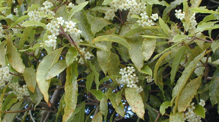 Canopy of mature Sweet Pittosporum in flower.