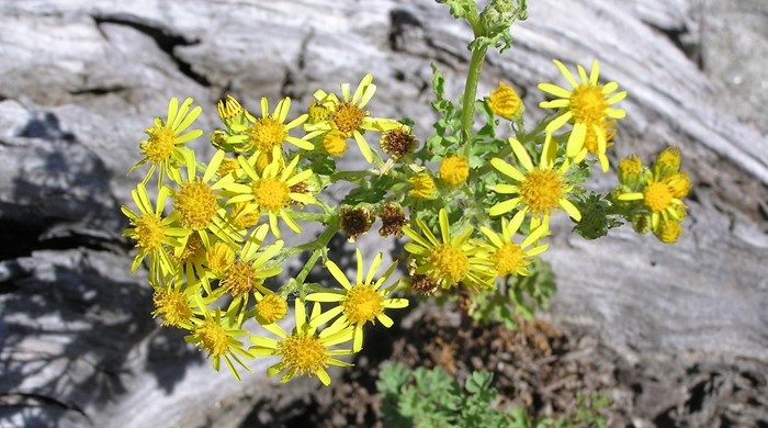 Close up of ragwort flowers.