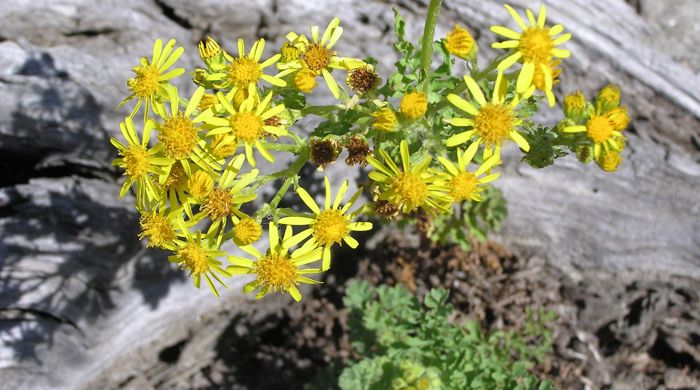 Close up of ragwort flowers.