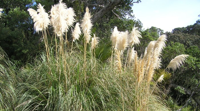 A large bush of pampas.