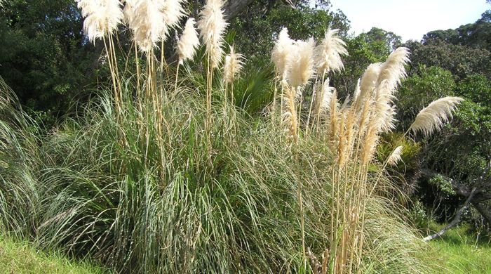 A large bush of pampas.