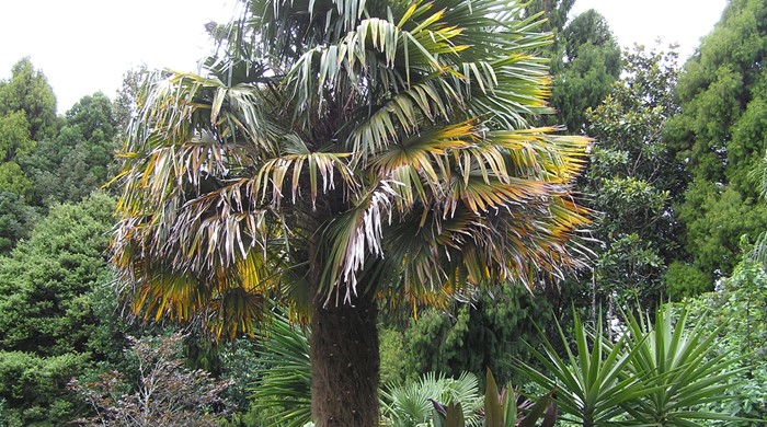 A Chinese fan palm that's grown tall.