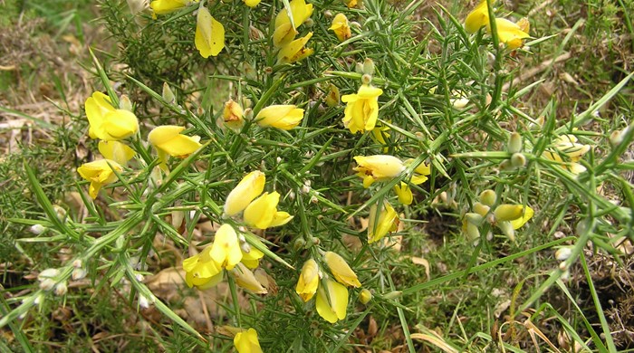Gorse shrub in flower showing large spiky leaves.