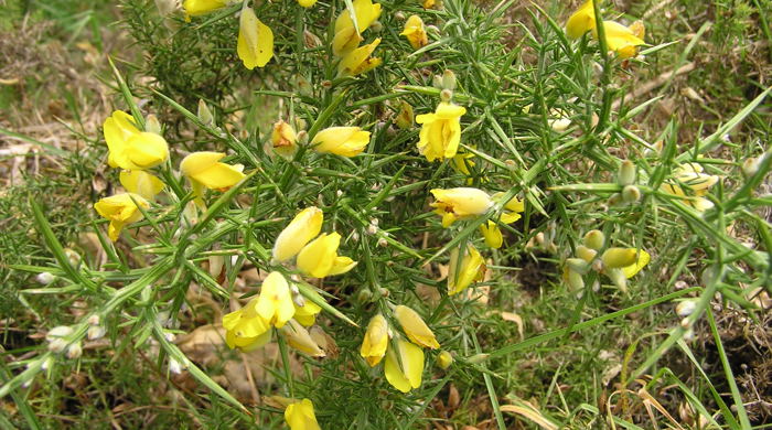 Gorse shrub in flower showing large spiky leaves.