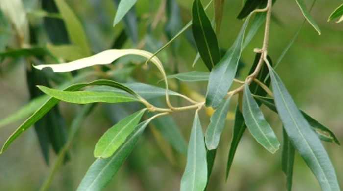 Close up of a branch of feral olive.