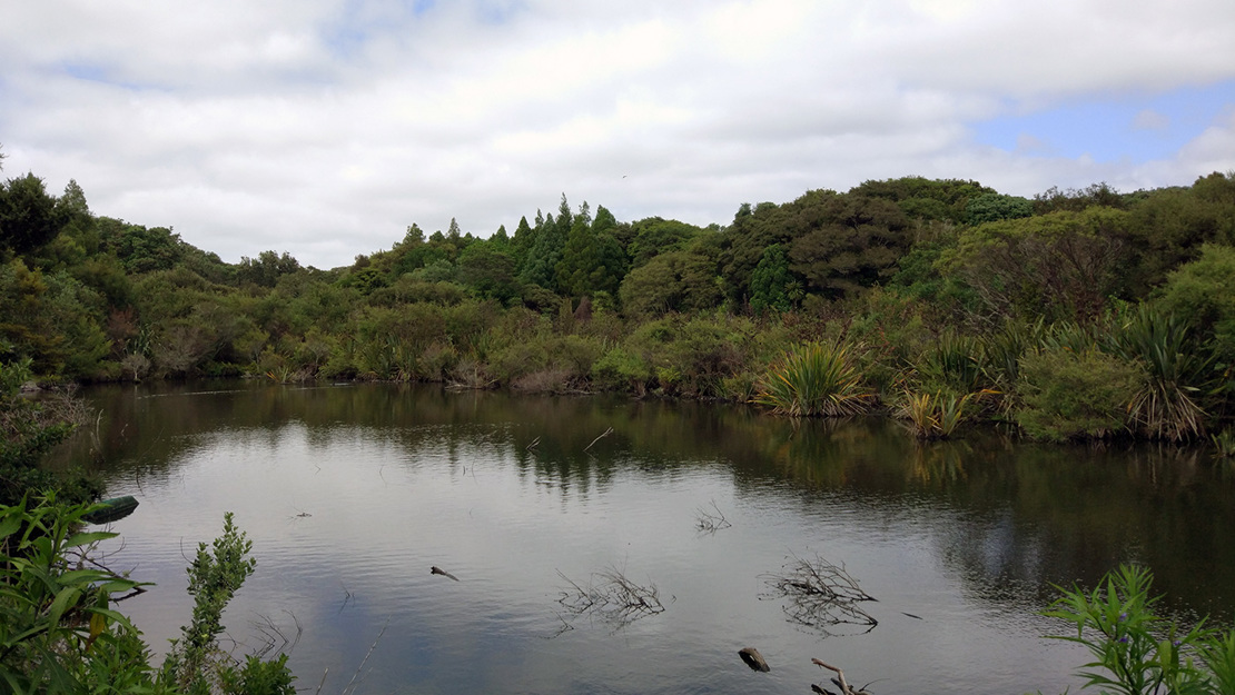 Western springs flaxland.