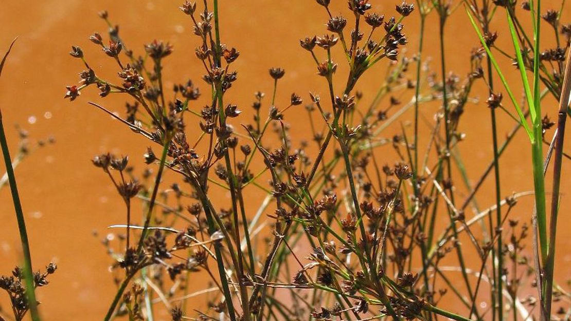 Jointed Rush with many seed heads.