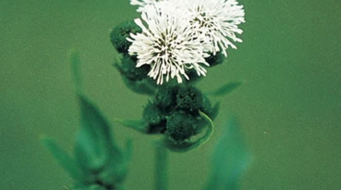 Close up of Senegal tea flowers.