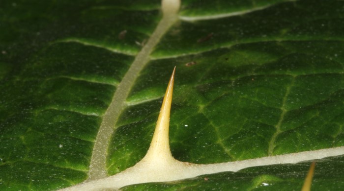 Close up of White Nightshade spike on leaf.